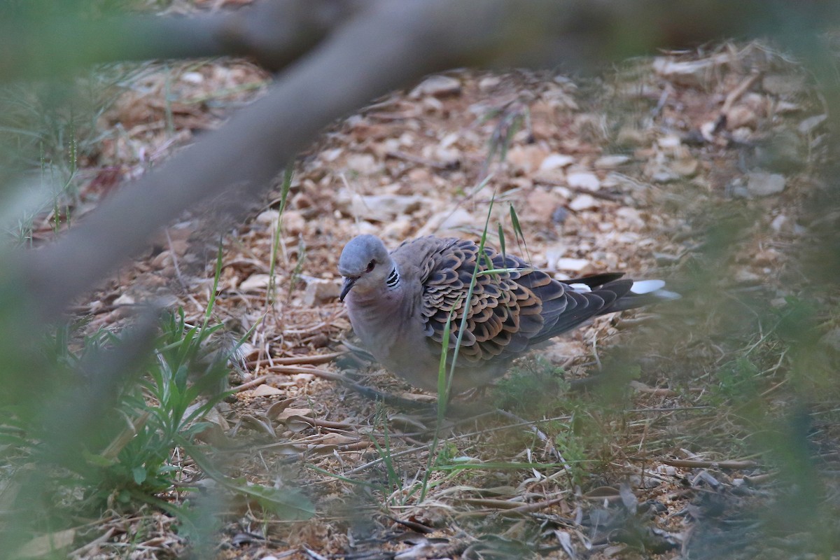 European Turtle-Dove - ML619611940