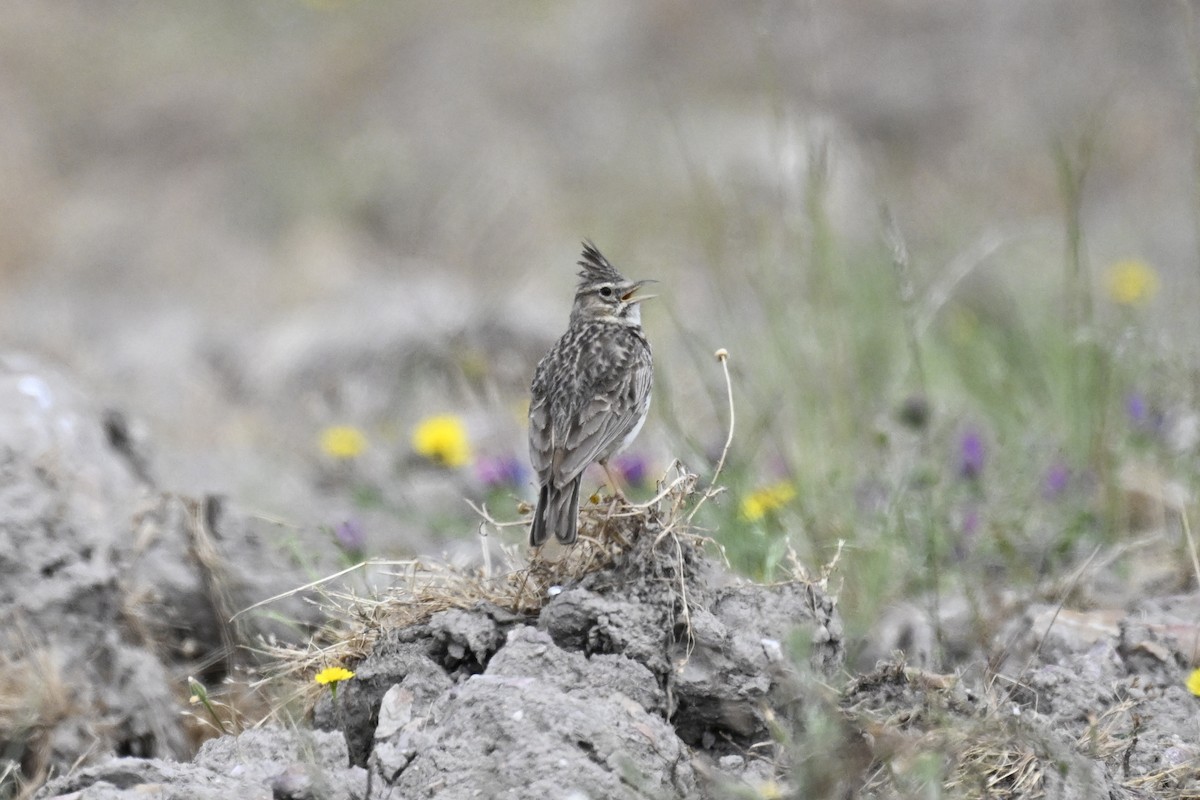 Crested Lark - Anonymous