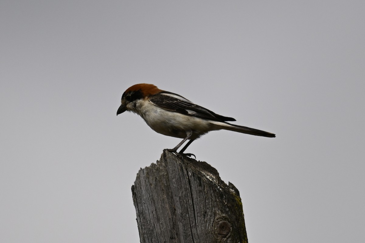 Woodchat Shrike - Anonymous