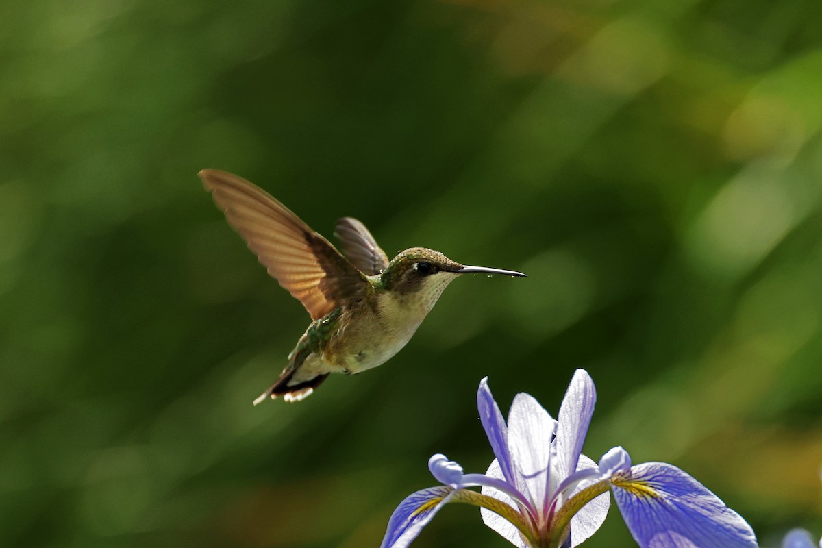 Ruby-throated Hummingbird - Ming P.