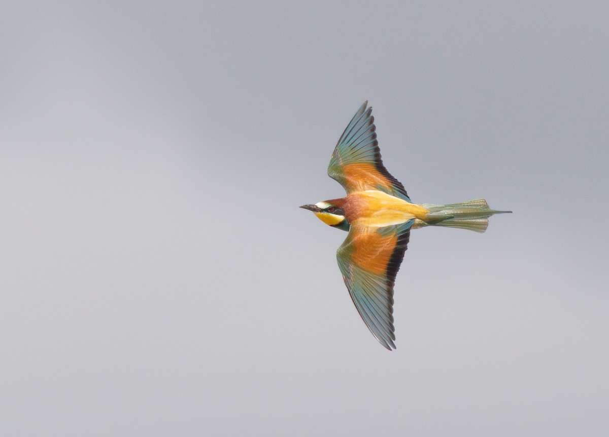 European Bee-eater - Catherine Miller