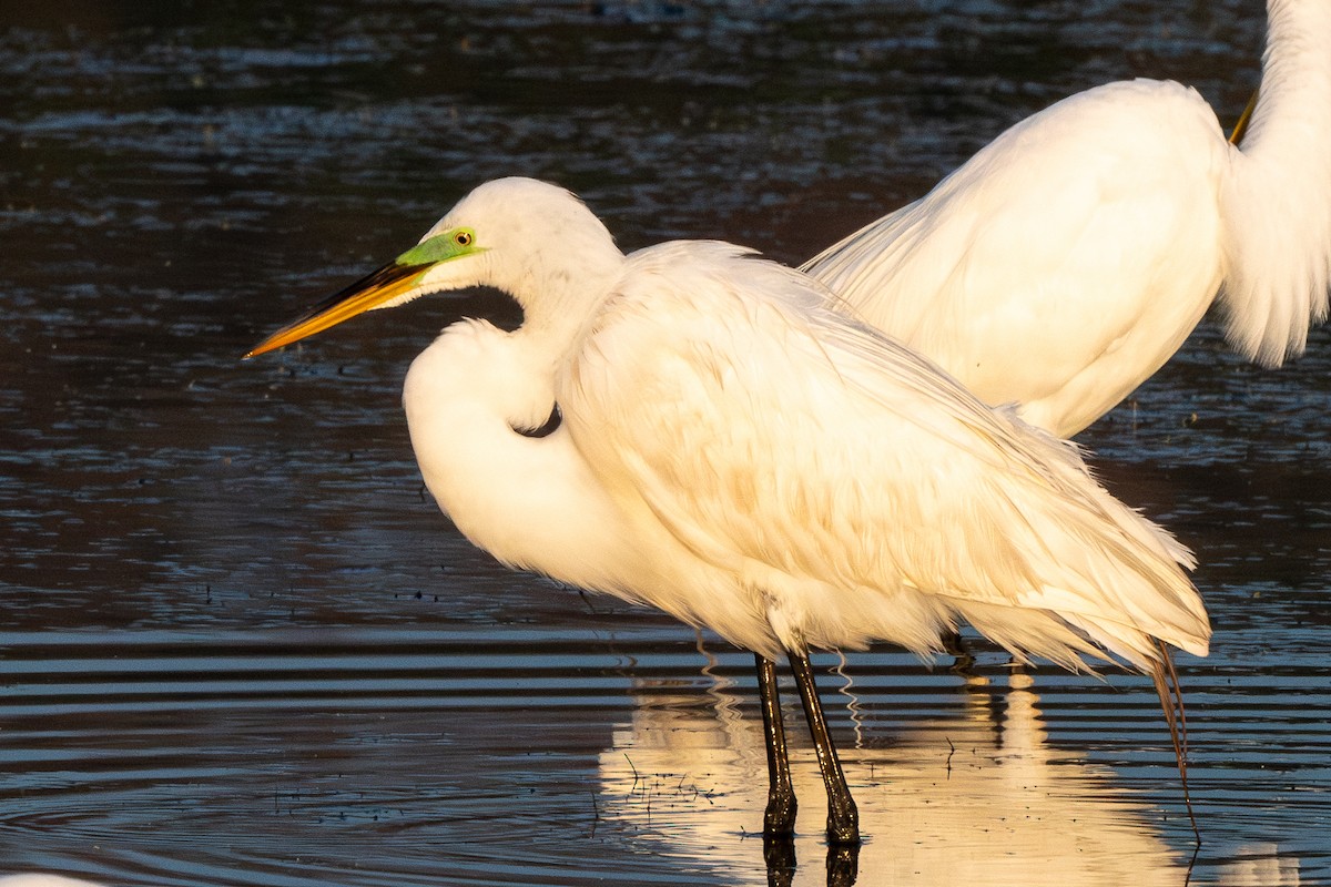 Great Egret - Mike Winck