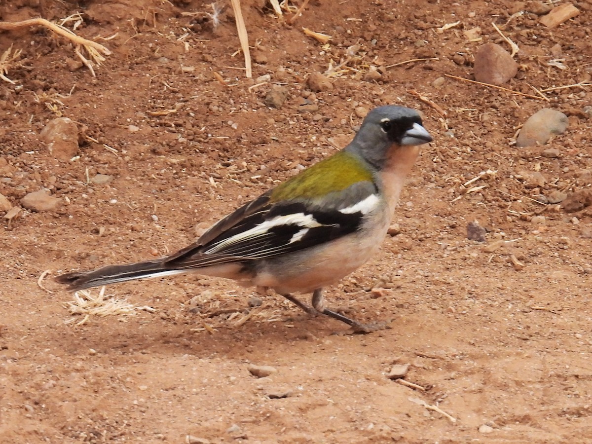 African Chaffinch - Simon Bradfield