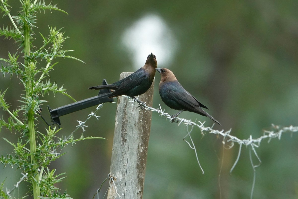 Brown-headed Cowbird - deborah grimes