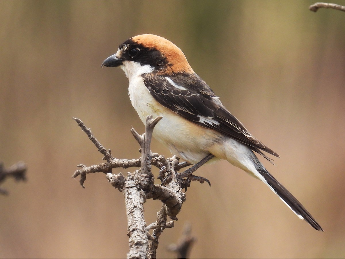 Woodchat Shrike - Simon Bradfield