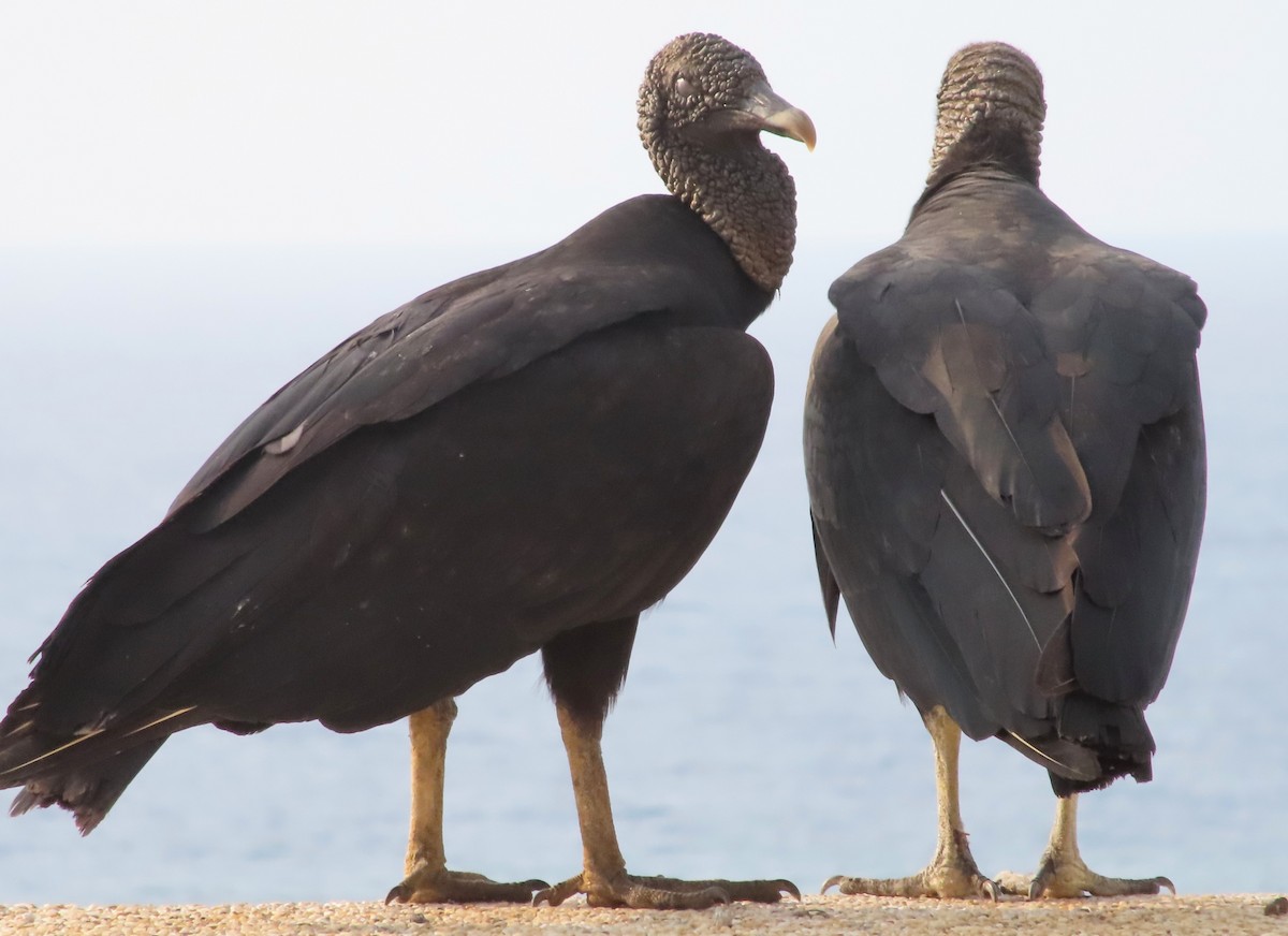 Black Vulture - Emre Çakman