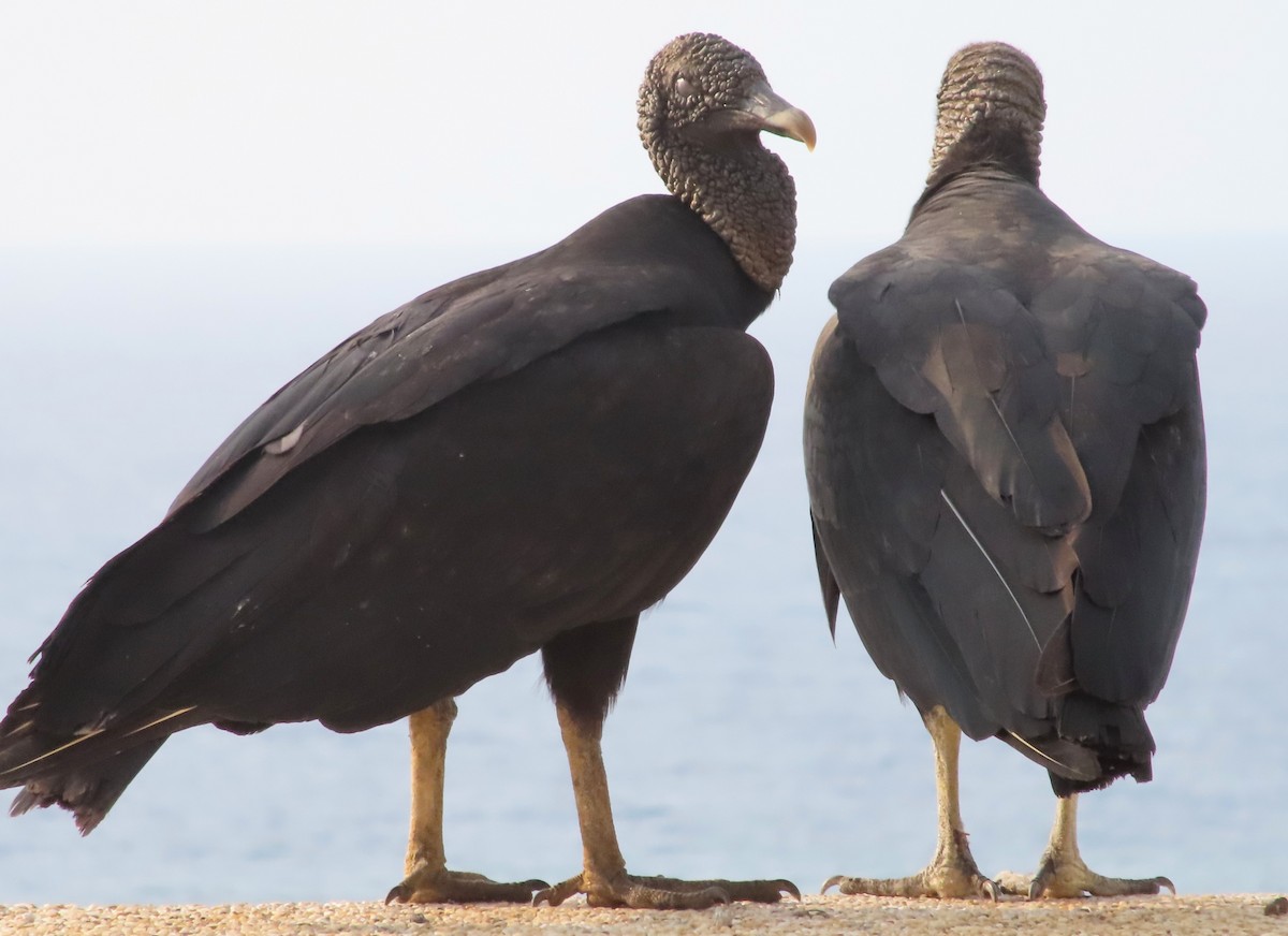 Black Vulture - ML619611979