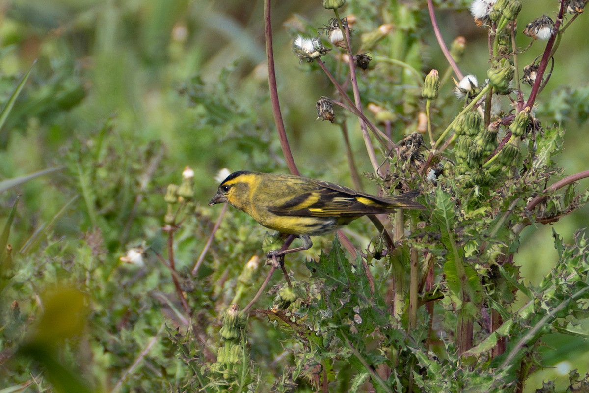 Eurasian Siskin - Fran Kim