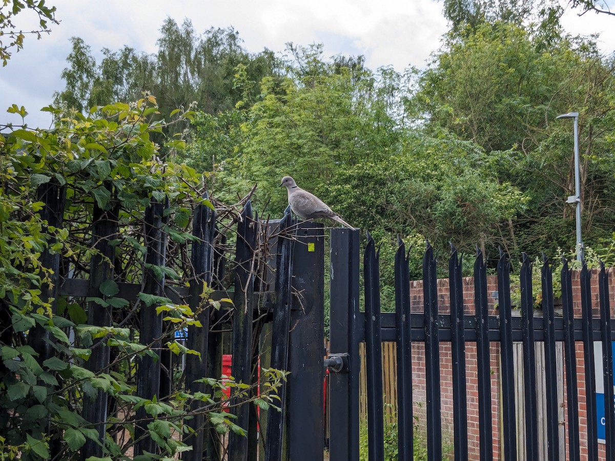 Eurasian Collared-Dove - Isaac Moody