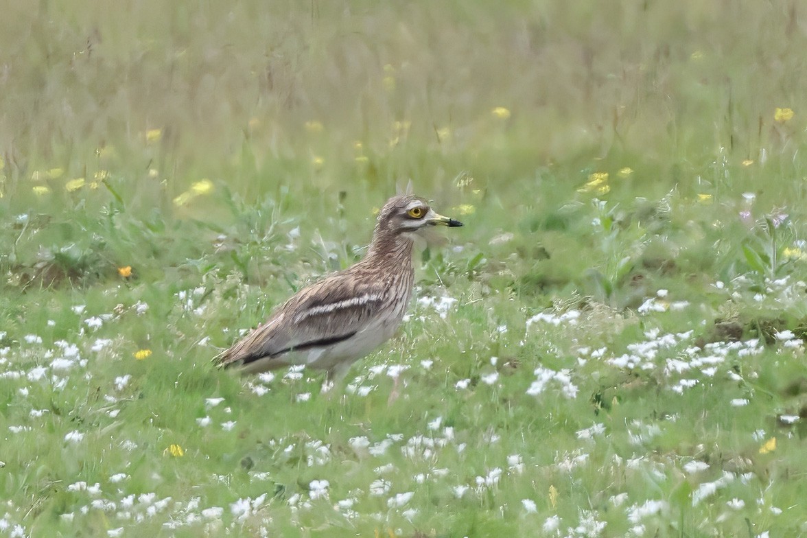 Eurasian Thick-knee - Dave Curtis