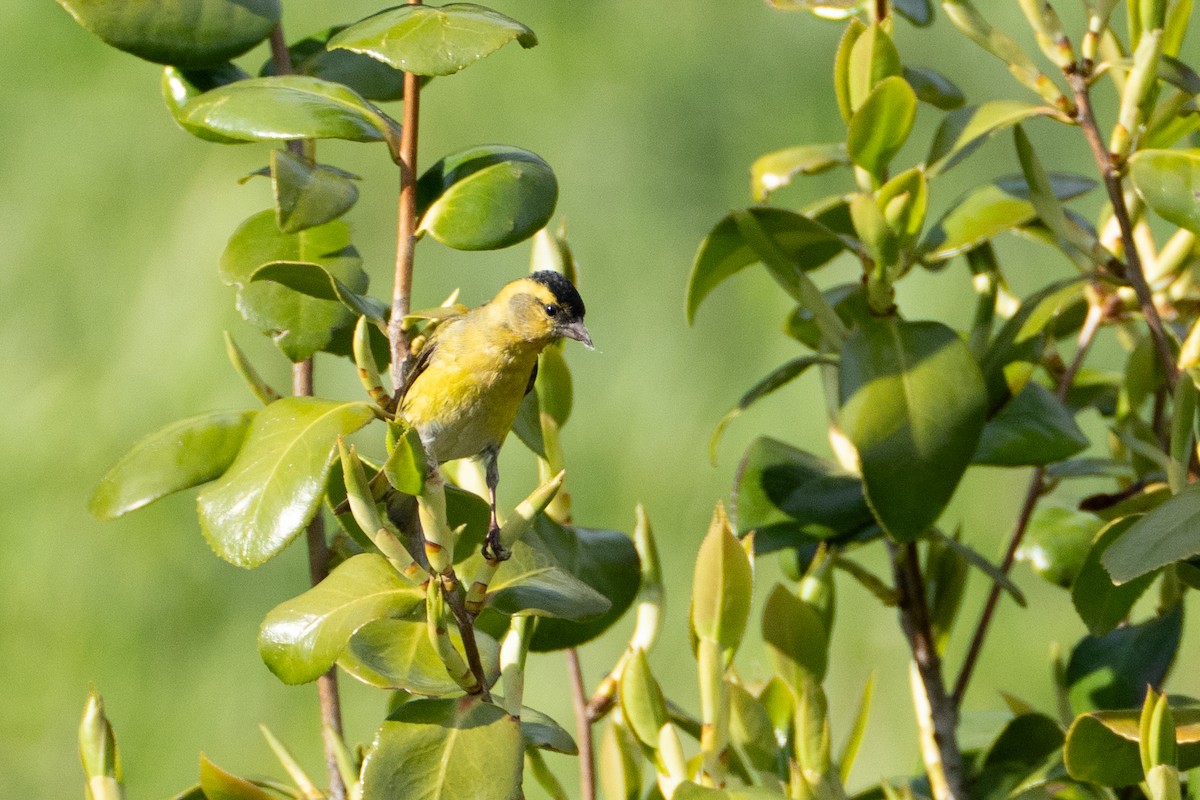 Eurasian Siskin - ML619611993