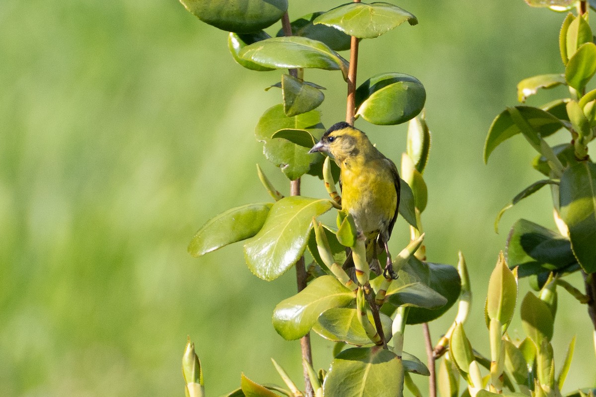 Eurasian Siskin - ML619611994