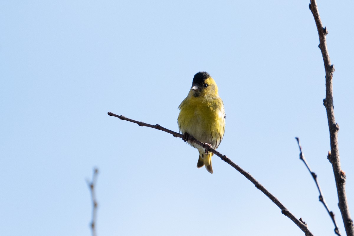 Eurasian Siskin - Fran Kim