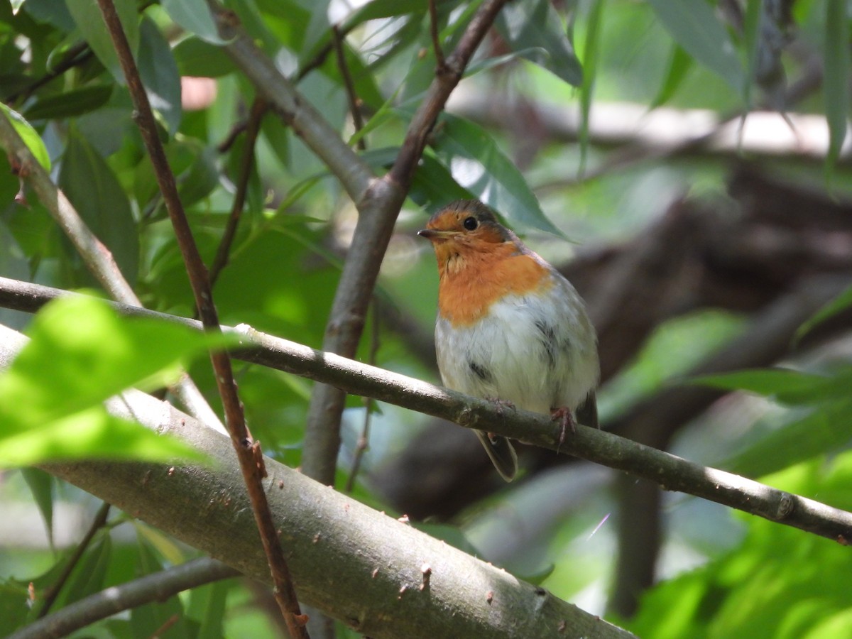 European Robin - ML619611998