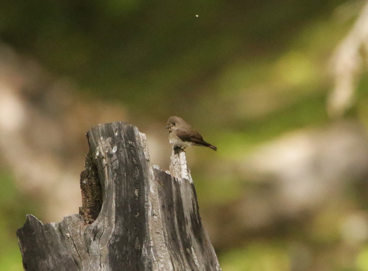 Dark-sided Flycatcher - Meruva Naga Rajesh