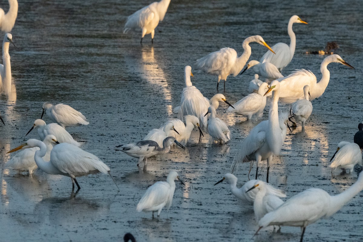 Snowy Egret - ML619612003