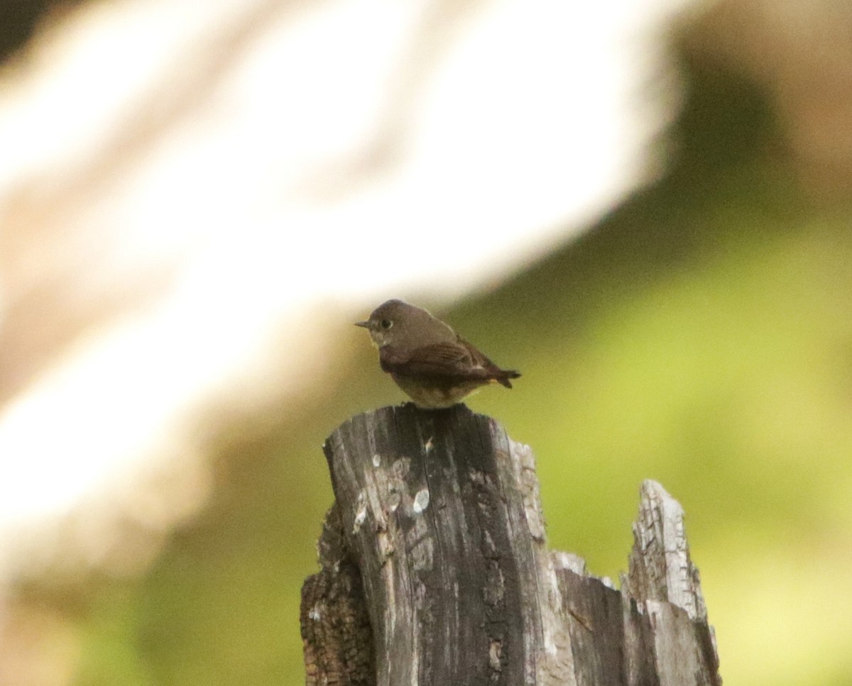 Dark-sided Flycatcher - ML619612004