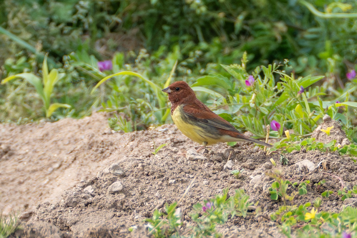 Chestnut Bunting - Fran Kim