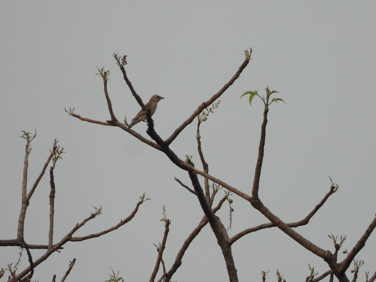 Yellow-throated Sparrow - Shainaz Jussa