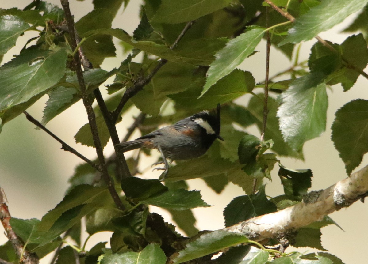 Coal Tit - Meruva Naga Rajesh