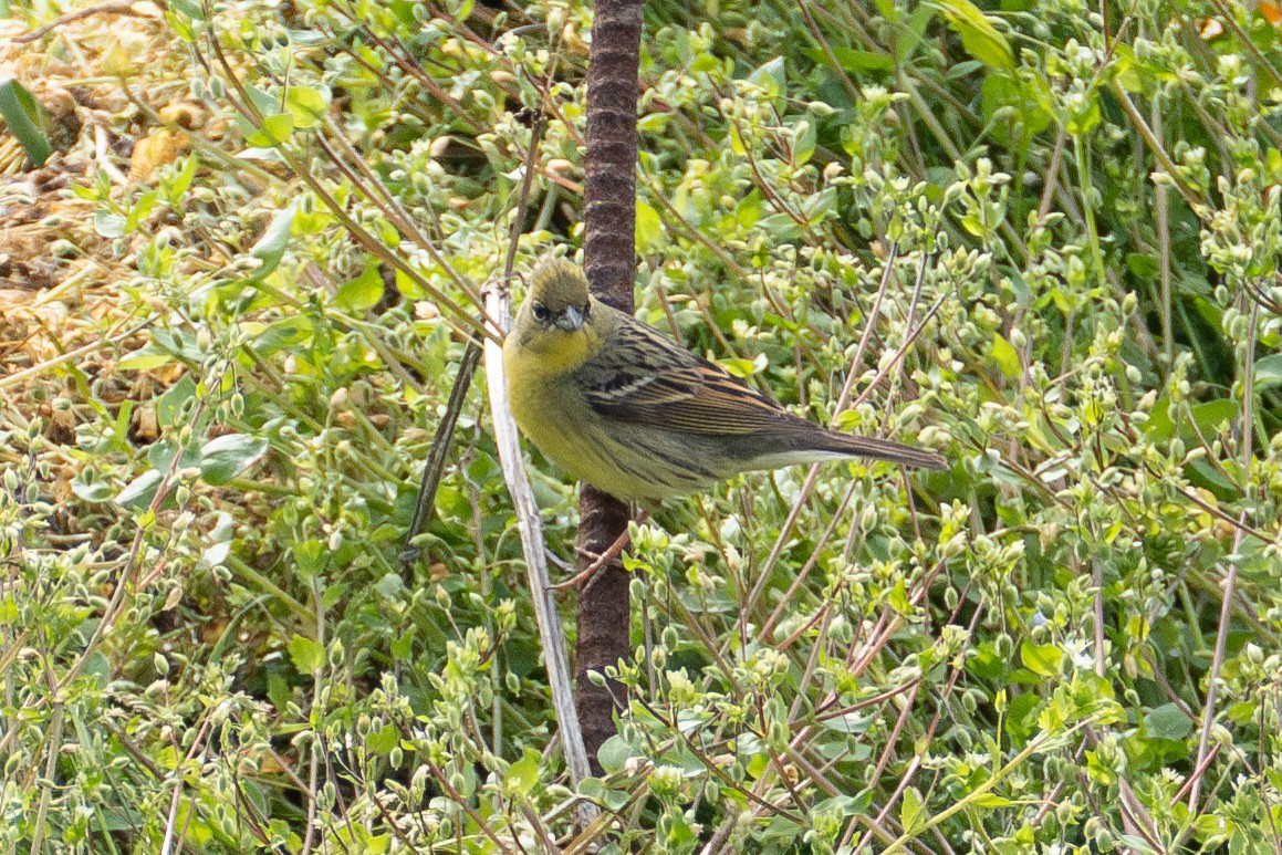 Yellow Bunting - Fran Kim