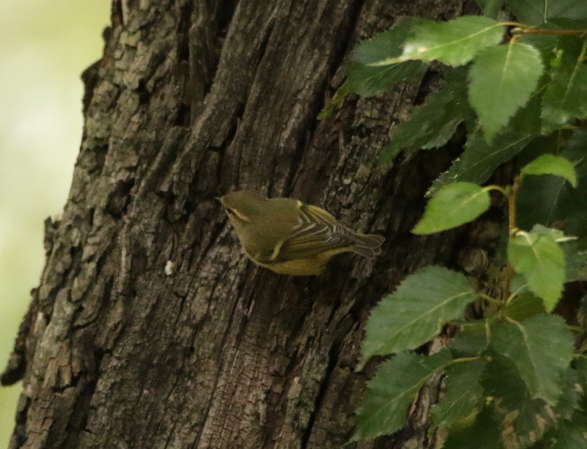 Hume's Warbler - ML619612018