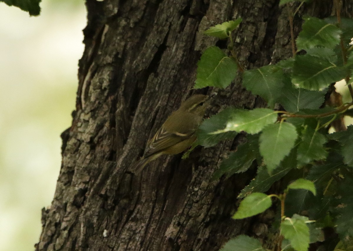 Hume's Warbler - ML619612019