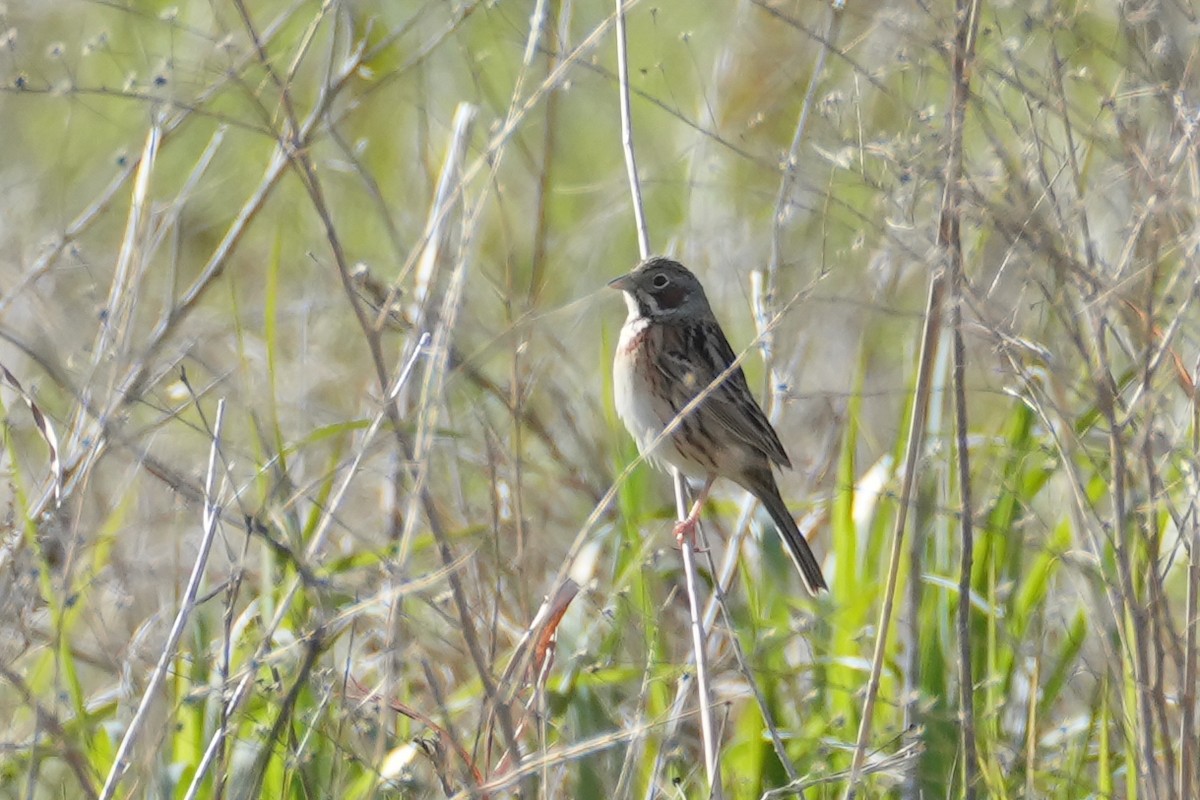 Chestnut-eared Bunting - Fran Kim