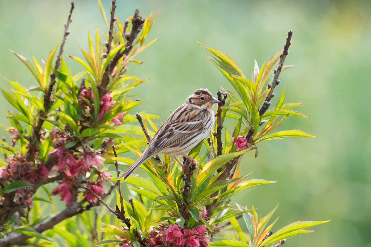 Little Bunting - Fran Kim