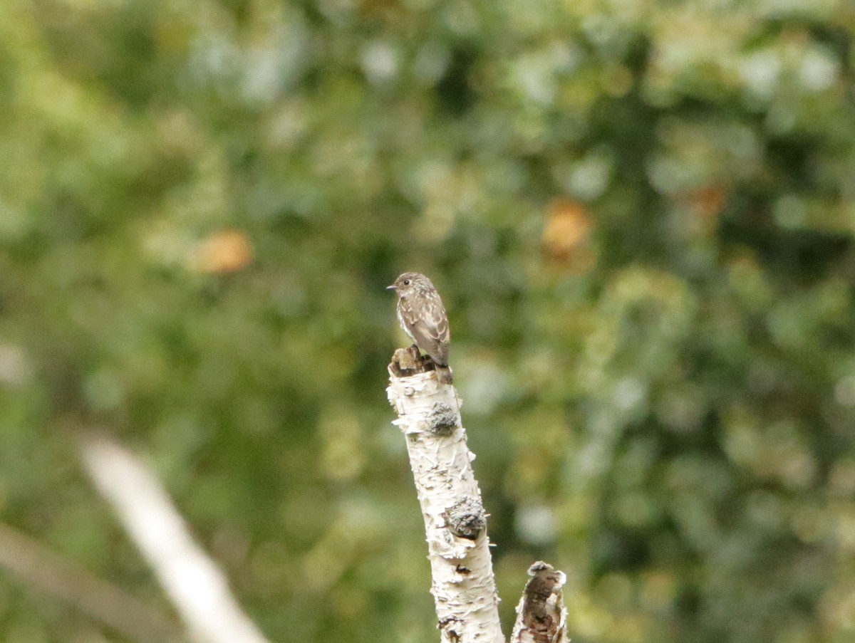 Dark-sided Flycatcher - Meruva Naga Rajesh