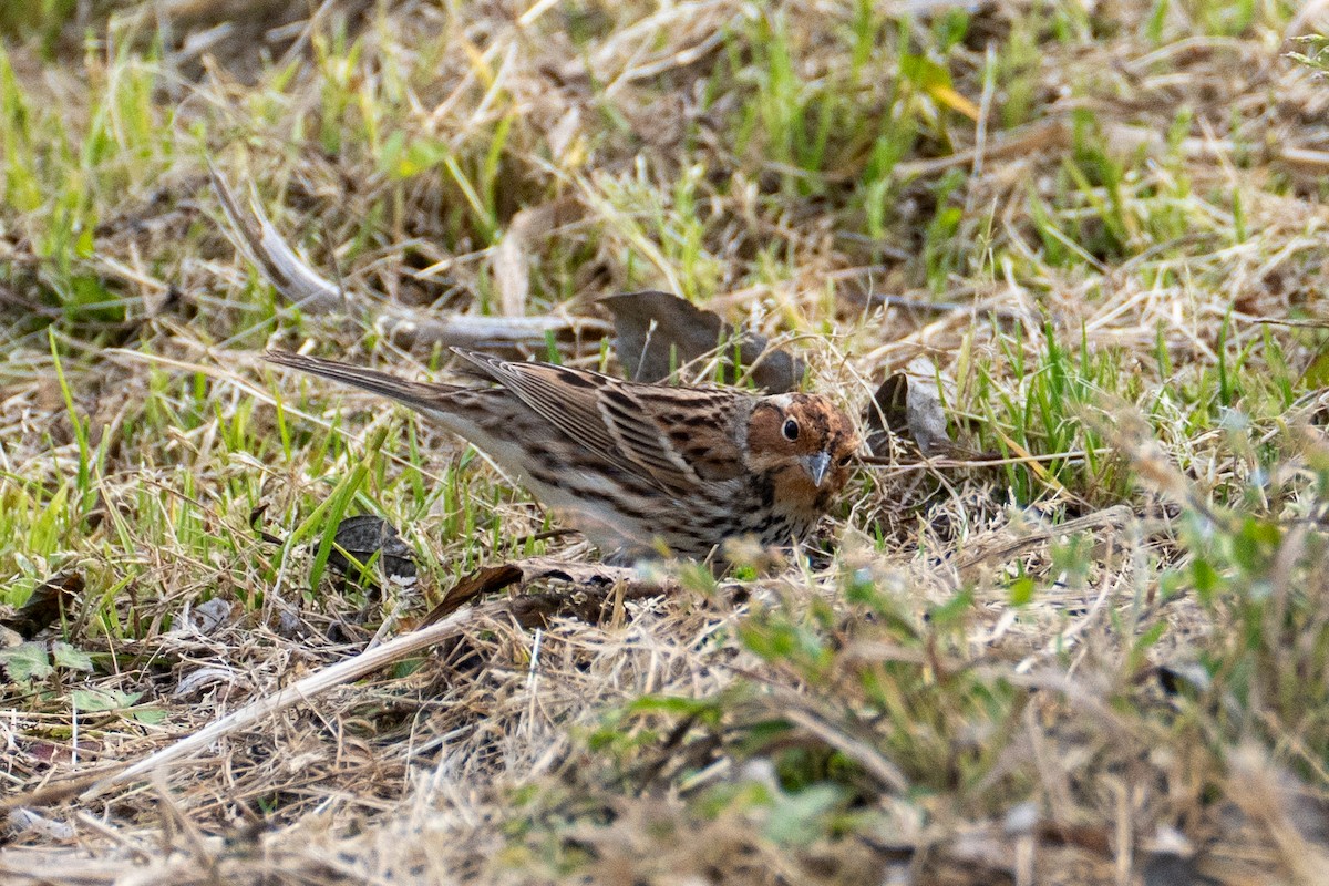 Little Bunting - Fran Kim