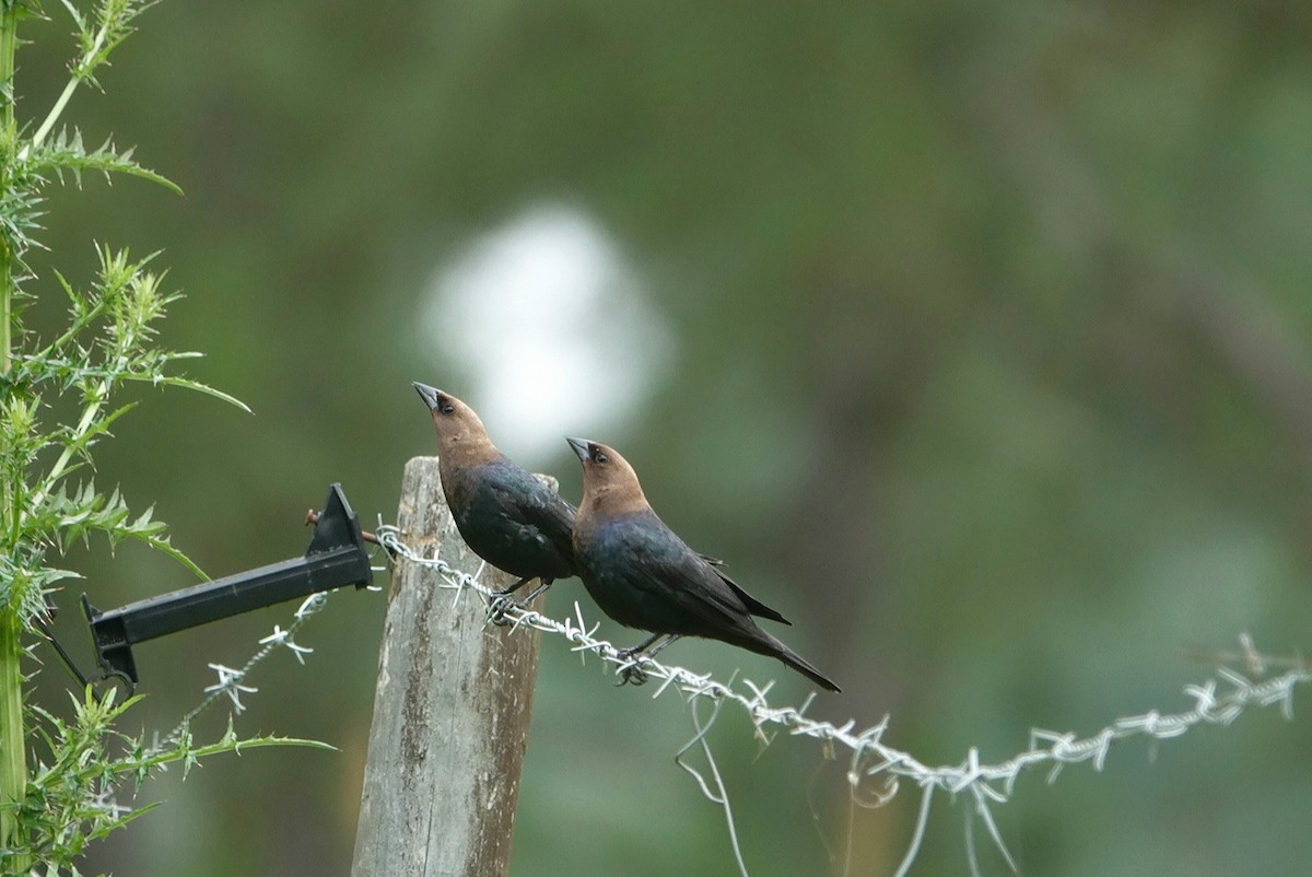 Brown-headed Cowbird - deborah grimes