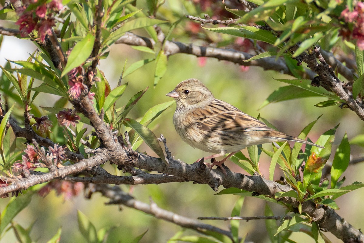 Black-faced Bunting - Fran Kim