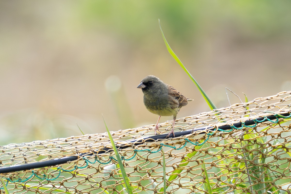 Black-faced Bunting - Fran Kim