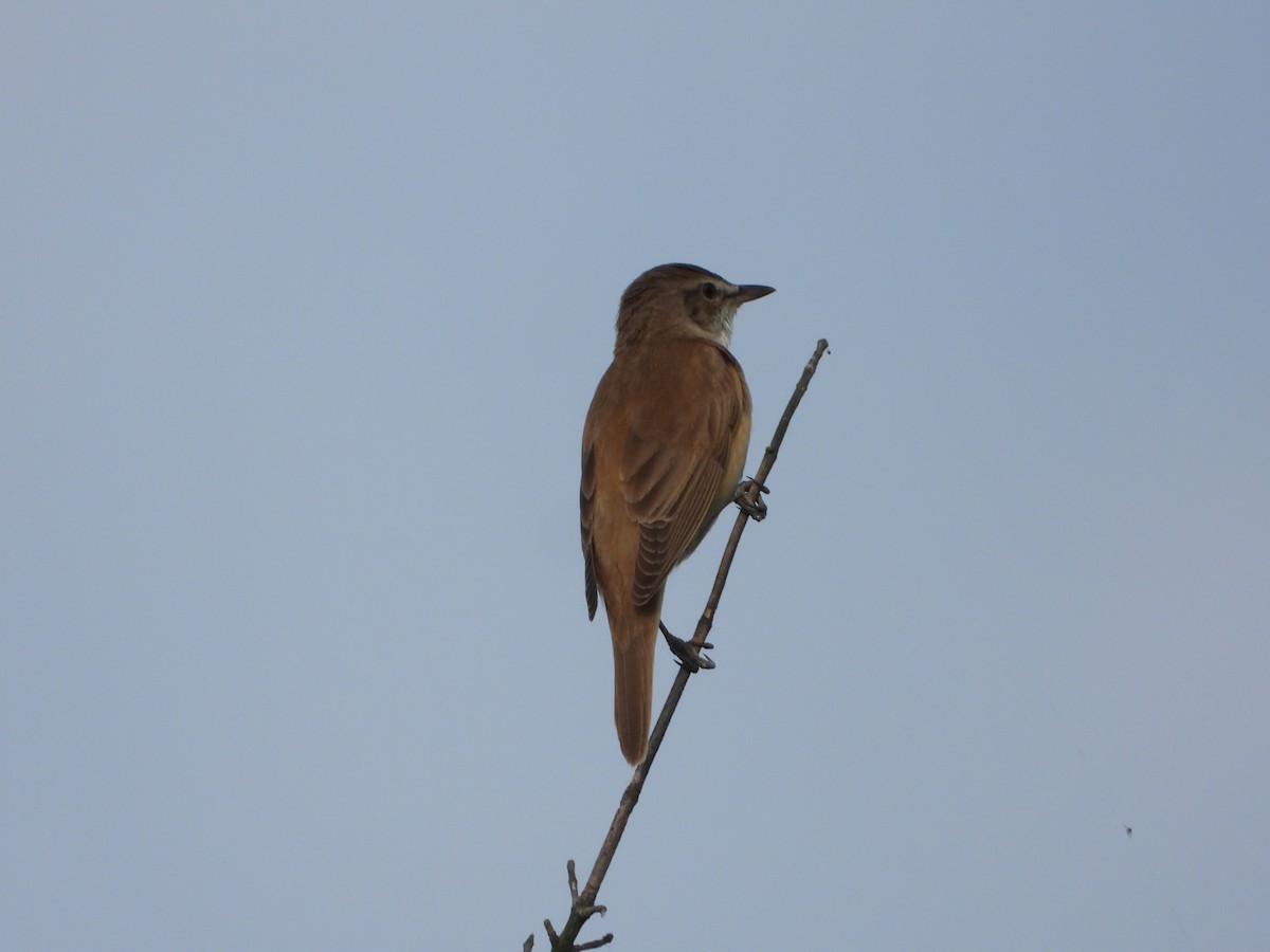 Great Reed Warbler - Bogdan  Rudzionek