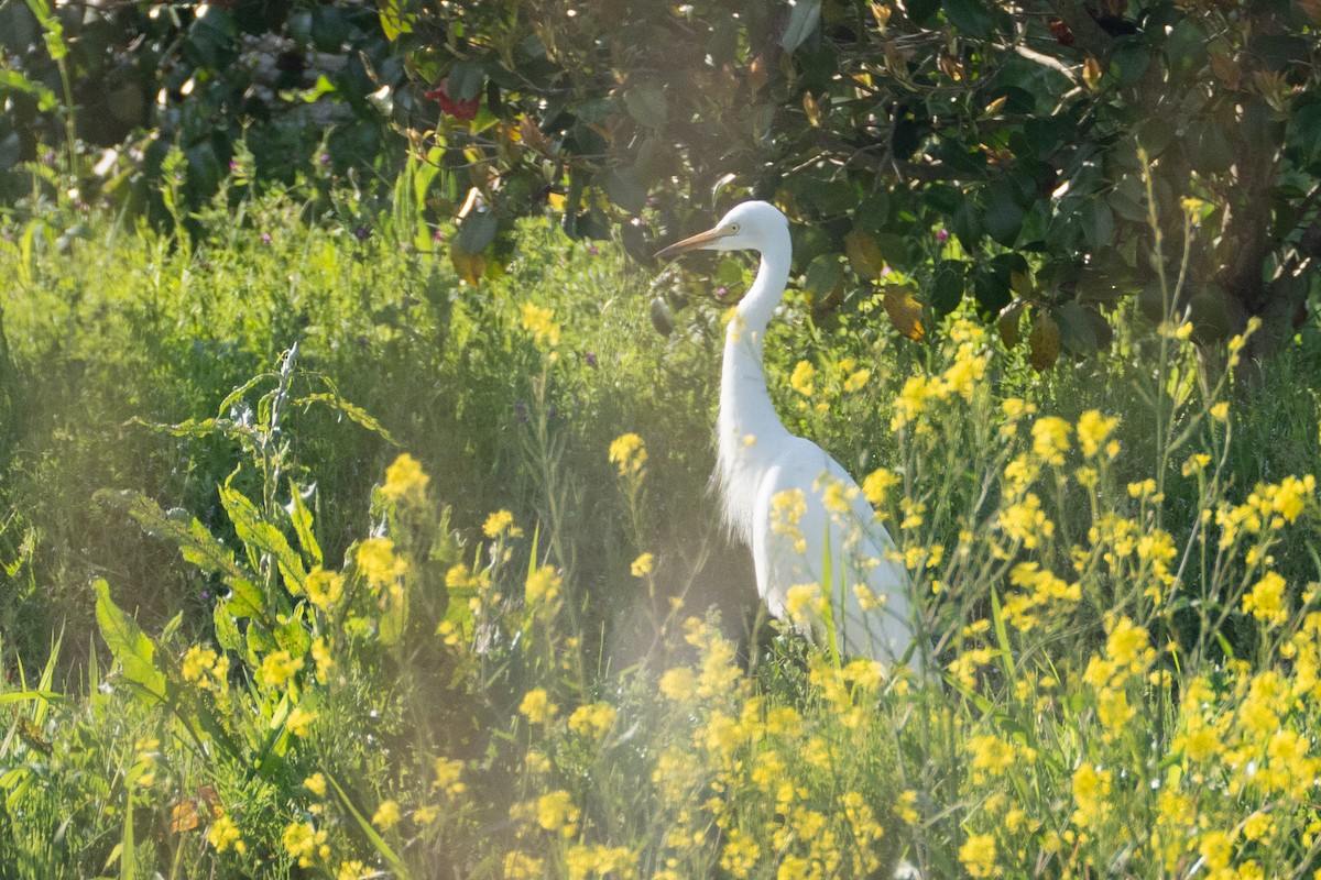 Medium Egret - Fran Kim