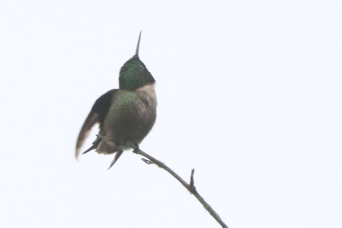 Ruby-throated Hummingbird - Shelly Kehrle.Sulser