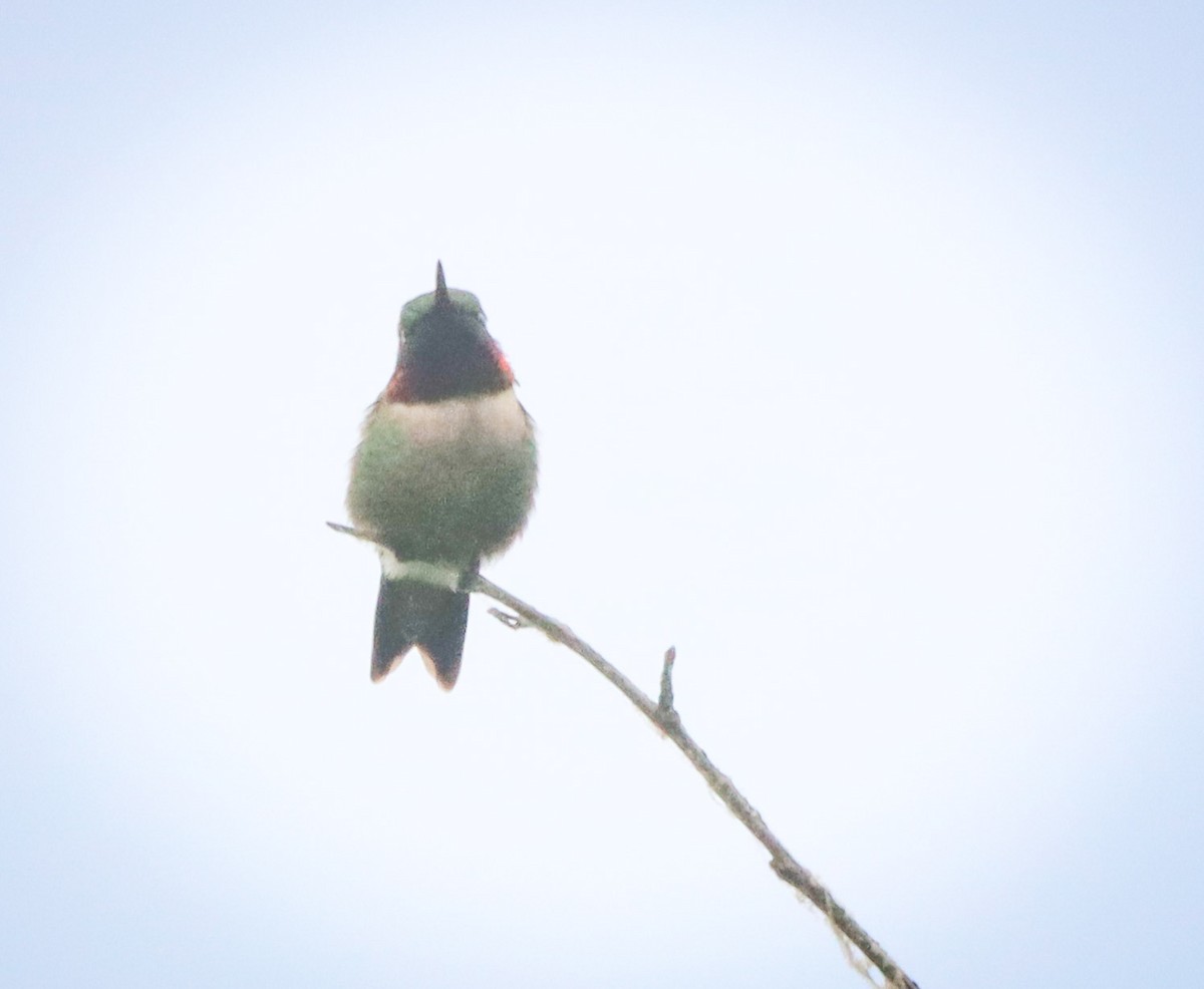 Ruby-throated Hummingbird - Shelly Kehrle.Sulser