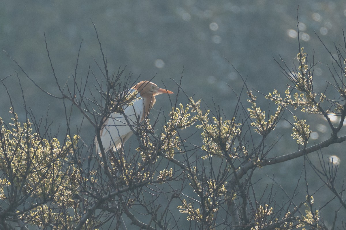 Eastern Cattle Egret - Fran Kim