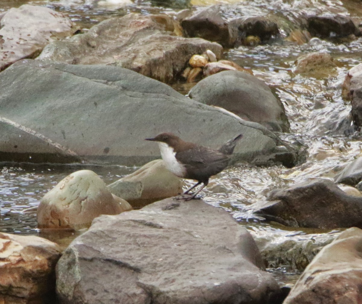 White-throated Dipper - Meruva Naga Rajesh