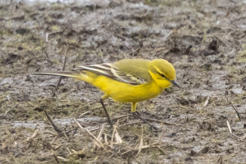 Western Yellow Wagtail - Jon White