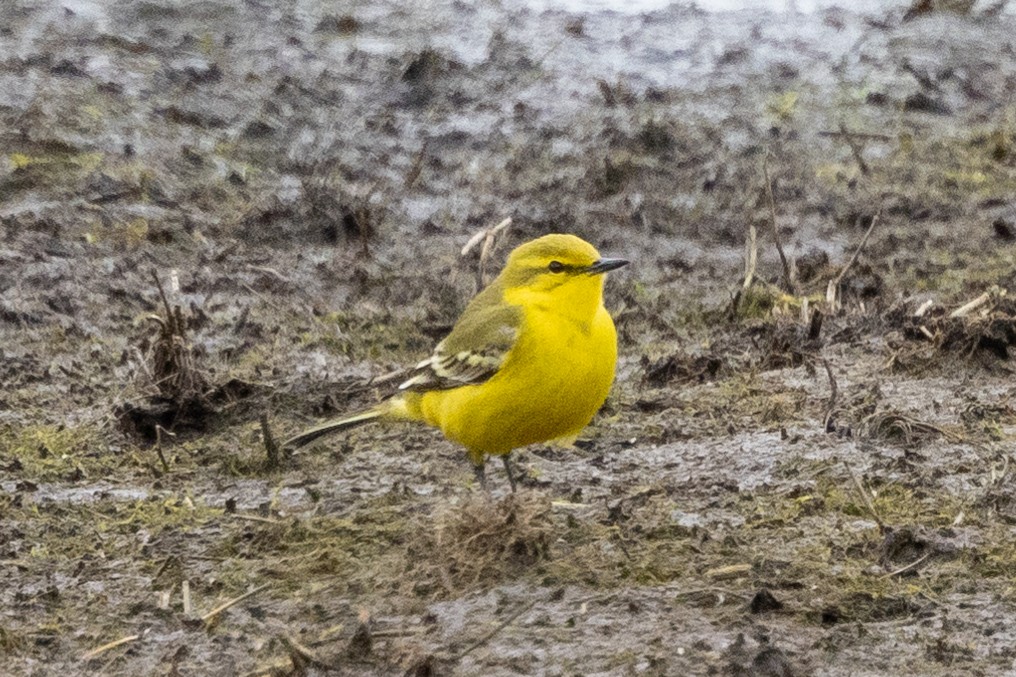 Western Yellow Wagtail - Jon White