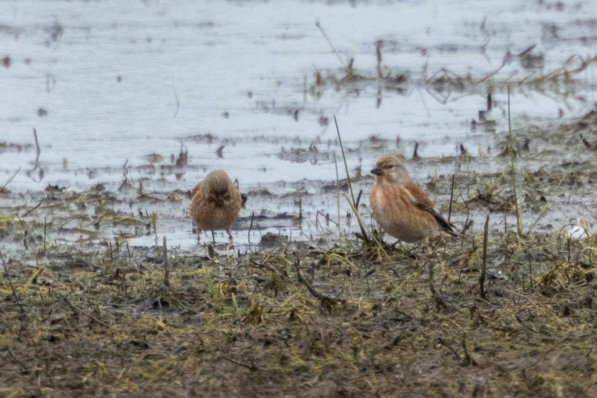 Eurasian Linnet - Jon White