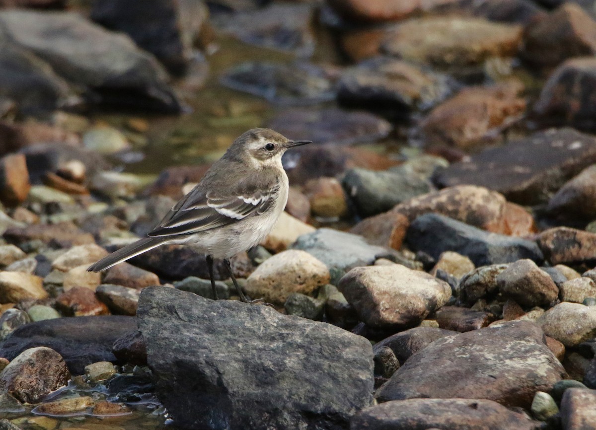 Citrine Wagtail - ML619612066