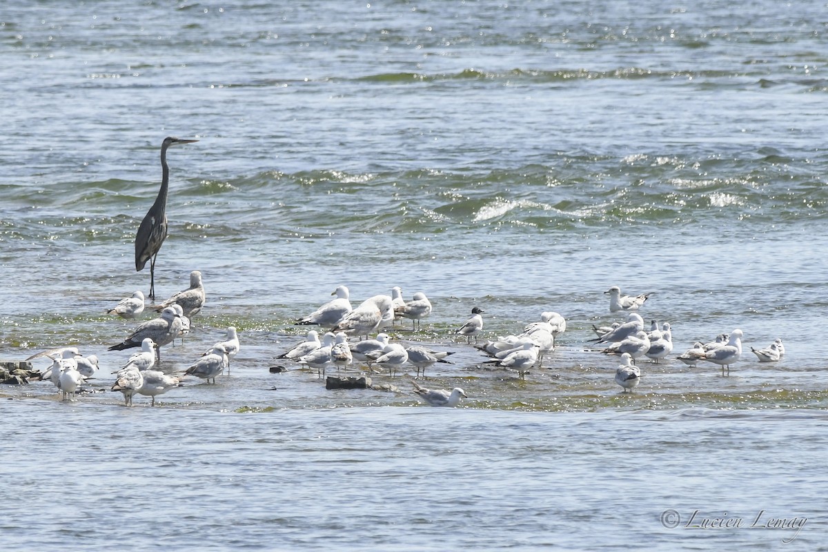 Great Blue Heron - Lucien Lemay