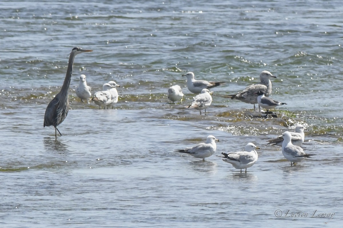 Great Blue Heron - Lucien Lemay