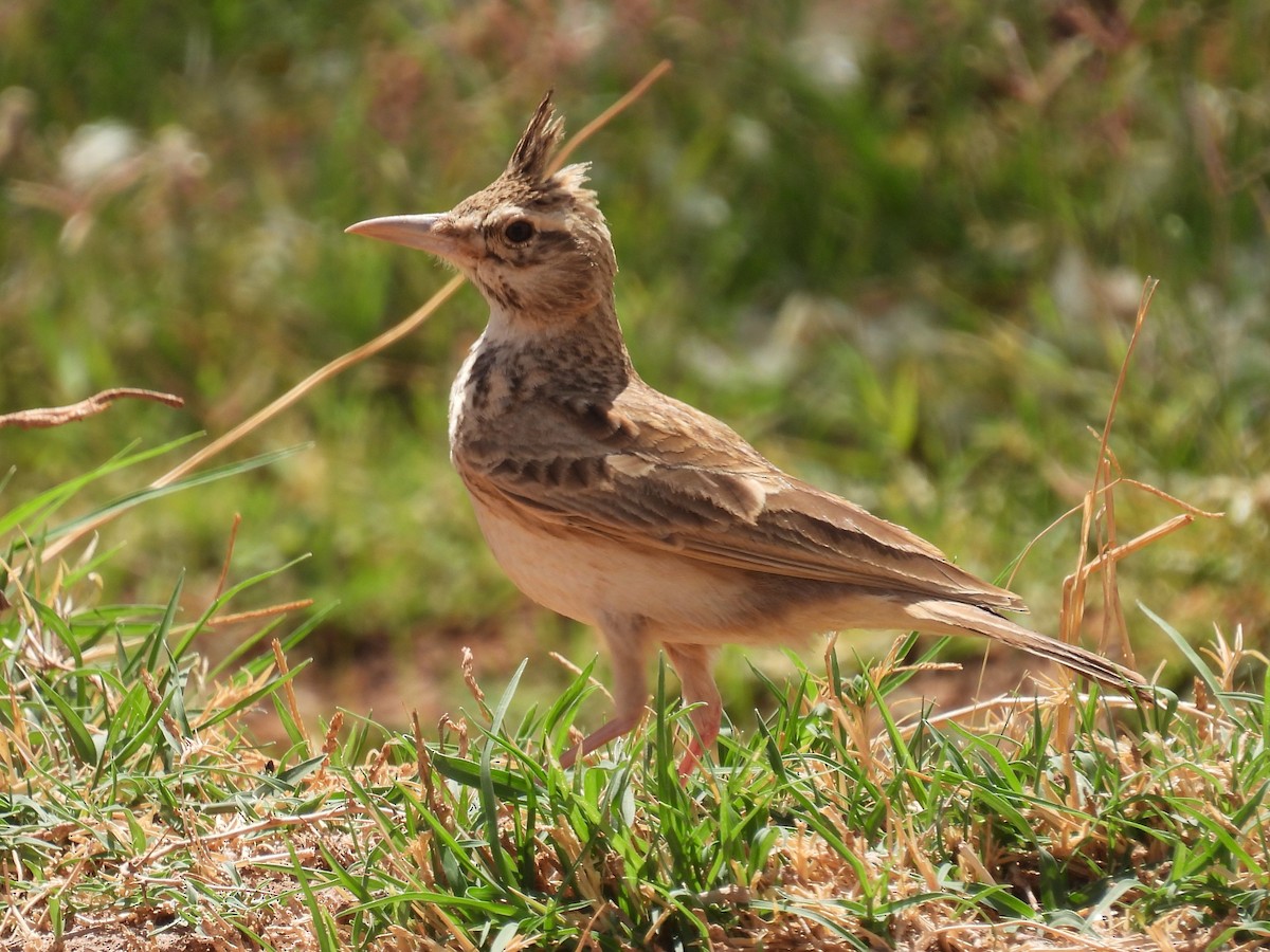 Crested Lark (Maghreb) - ML619612078