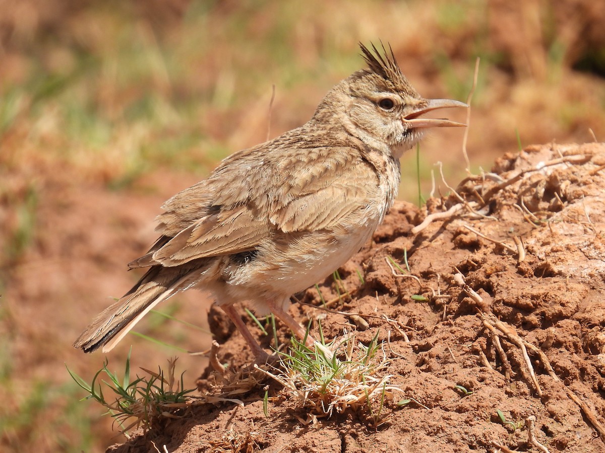 Crested Lark (Maghreb) - Simon Bradfield