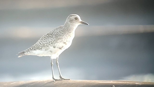 Black-bellied Plover - ML619612081