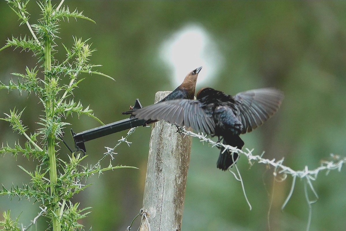 Brown-headed Cowbird - ML619612082